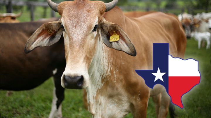 Texas activa alerta por propagación del gusano barrenador que afecta al ganado