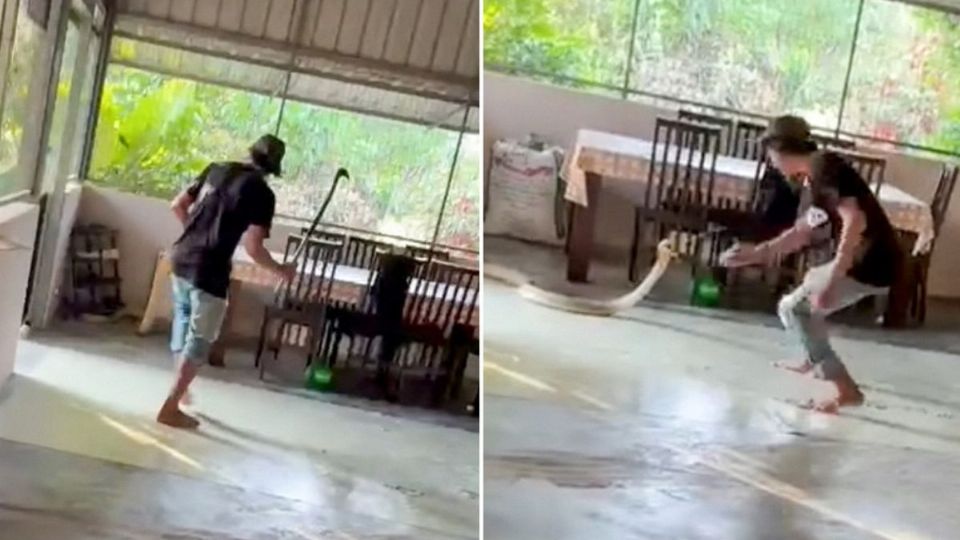 El hombre encara a una cobra real dentro de su casa sin equipo de protección