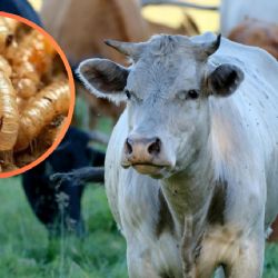 Activan protocolos sanitarios por gusano barrenador en Tamaulipas; restringen movilización de ganado en Llera y Altamira