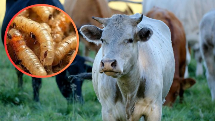 Activan protocolos sanitarios por gusano barrenador en Tamaulipas; restringen movilización de ganado en Llera y Altamira