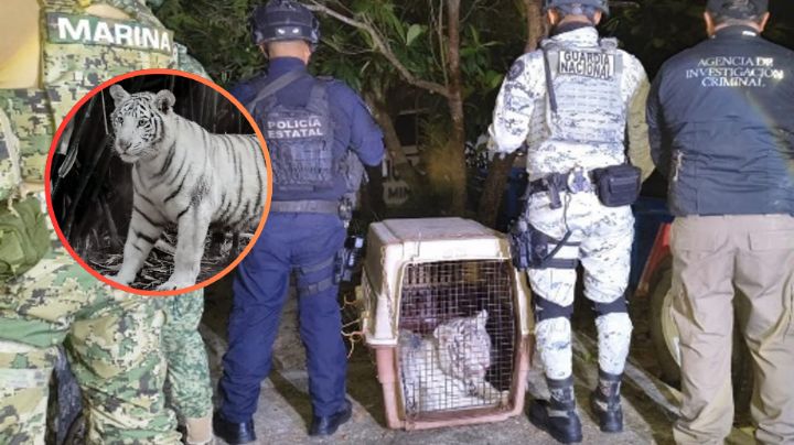 Fiscalía rescata un tigre de bengala de un domicilio de Veracruz