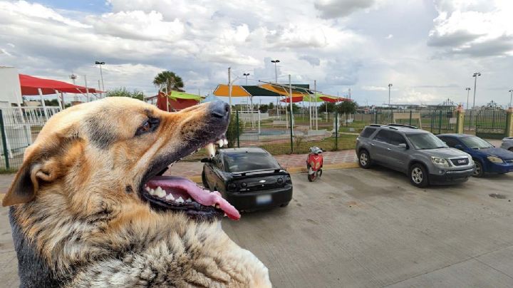 Nuevo Laredo: madre acusa agresión de perro a su hijo y que dueños se le echaron encima