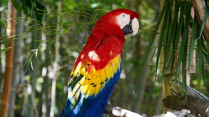 Detienen a pareja en el Puente Internacional ‘Juárez-Lincoln’ por contrabandear tres papagayos rojos