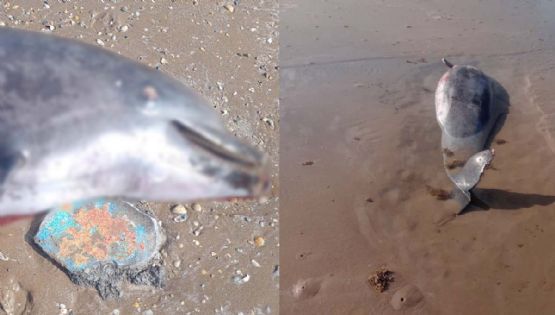 Tamaulipas: continúa exterminio de delfines; cazadores los dejan descuartizados en playas