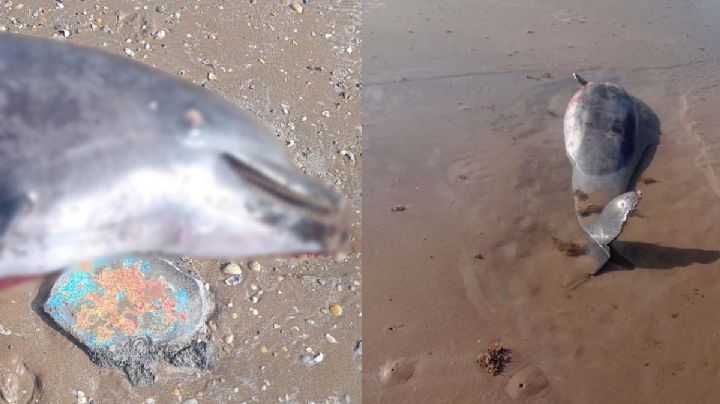 Tamaulipas: continúa exterminio de delfines; cazadores los dejan descuartizados en playas