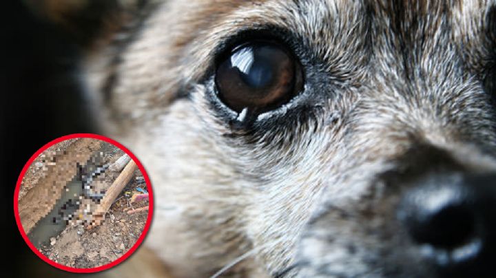 Hombre quema vivos a dos cachorros en la colonia Morelos de Ciudad Juárez y es detenido