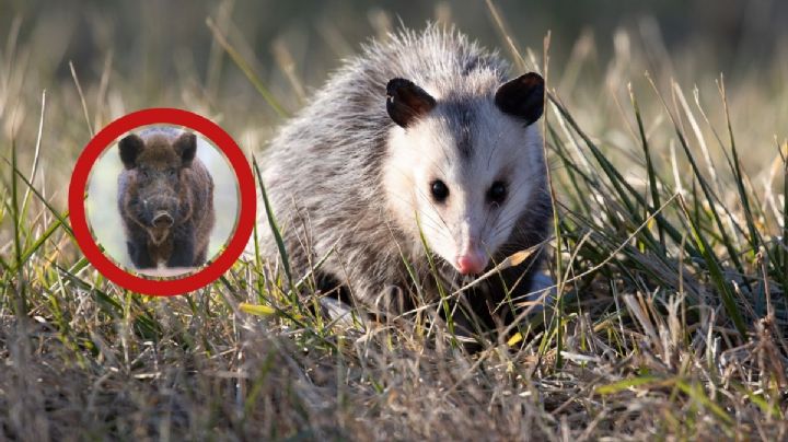 Piden respeto para animales silvestres en Nuevo Laredo