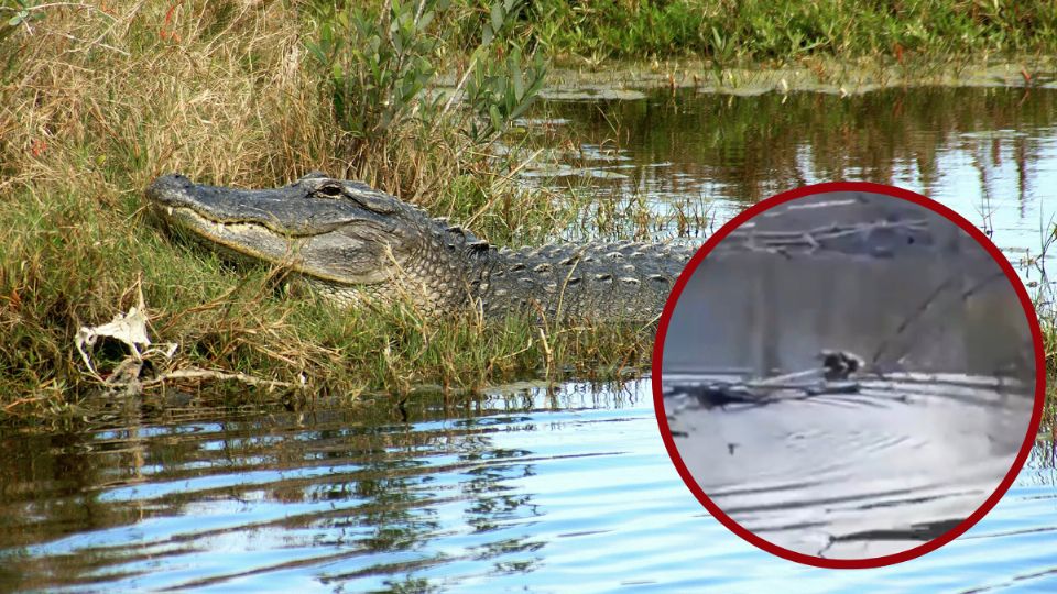 Captan cocodrilos en Ramos Arizpe