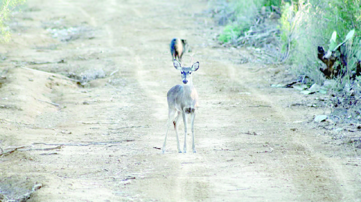 Sube derrama económica 20% por caza de venado cola blanca