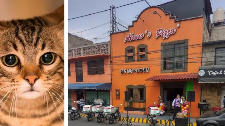 Empleados de pizzería mojan y golpean a un gato hasta casi matarlo; vecinos lo rescatan | VIDEO