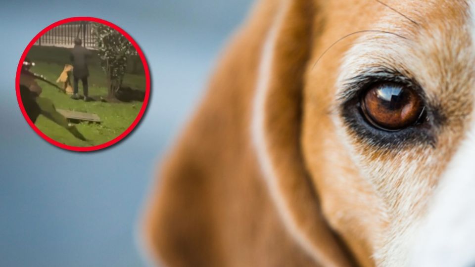 Vecinos se quejaron del actuar del dueño, quien actuó sin compasión