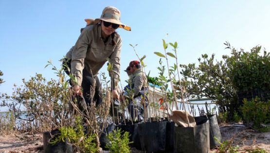 Reforesta SEDUMA litoral para cuidar comunidades y biodiversidad