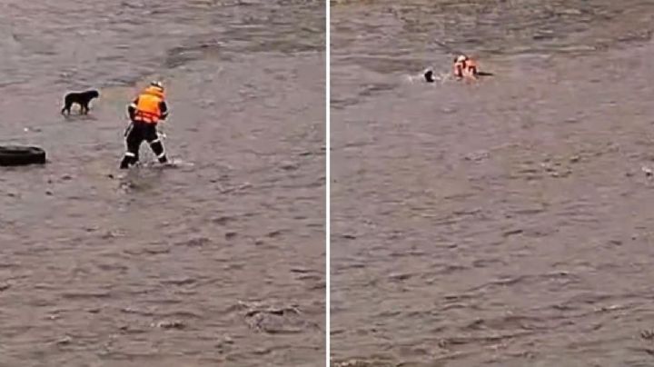 Rescatista intenta salvar a un perro de ser arrastrado por el río; la corriente se los llevó a ambos | VIDEO