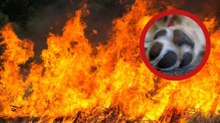 'Milagritos' se roba el corazón de Nuevo Laredo; sobrevivió a un fuerte incendio