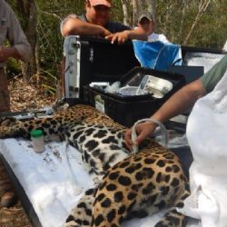 Activan protocolo por captura de jaguar en Tamaulipas; ‘Adelita’ es evaluada y regresada a su hábitat