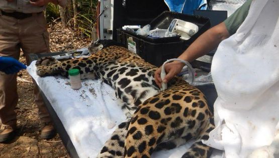 Activan protocolo por captura de jaguar en Tamaulipas; ‘Adelita’ es evaluada y regresada a su hábitat