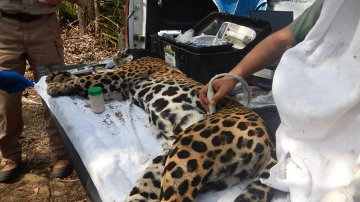 Activan protocolo por captura de jaguar en Tamaulipas; ‘Adelita’ es evaluada y regresada a su hábitat
