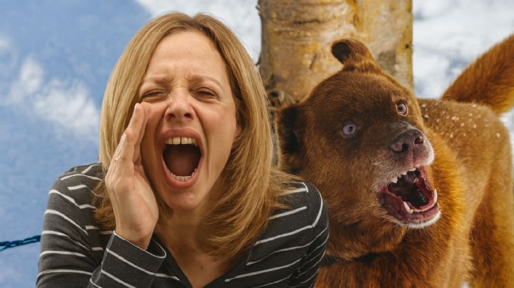 Este es el perro al que nunca deberías mirar a los ojos; podría atacarte al instante, según expertos