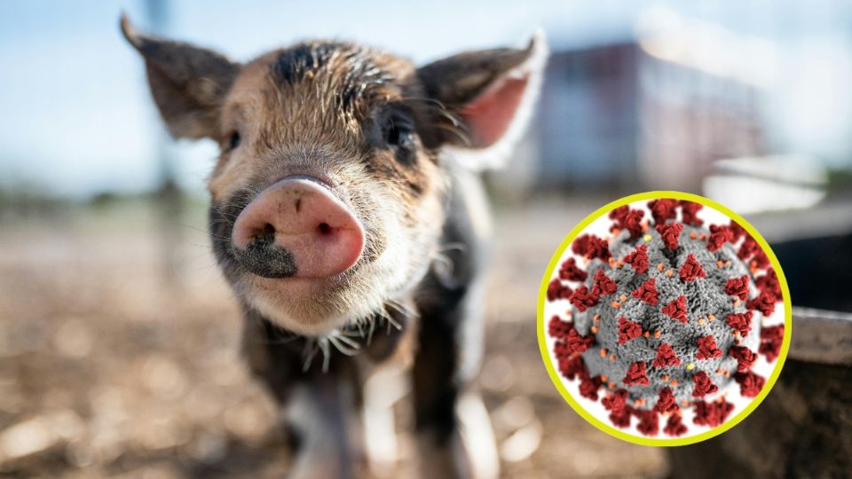 El paciente declaró no tener contacto con un cerdo infectado