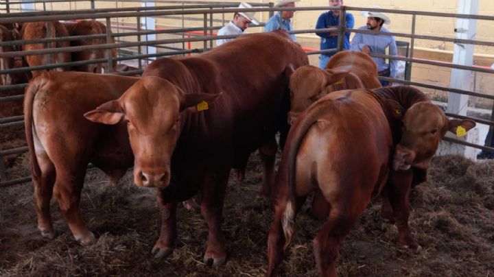 Nuevo Laredo impulsa ganaderos con mejoramiento genético; apoyos económicos y sementales