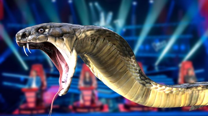 Serpiente mata a cantante de 'La Voz';  la artista fue atacada cuando descansaba en su casa
