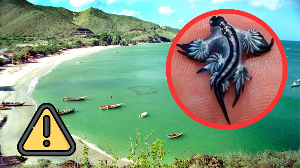 El dragón azul, cuyo nombre científico es Glaucus atlanticus, es un molusco marino venenoso