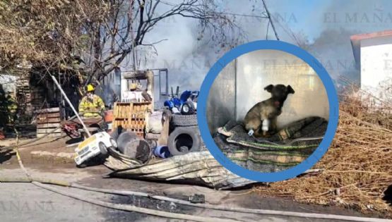 Incendio de casas en colonia Viveros deja a una perrita con quemaduras; está luchando por su vida