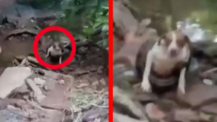 Anaconda atrapa a una perrita y el dramático rescate se vuelve viral en redes | VIDEO