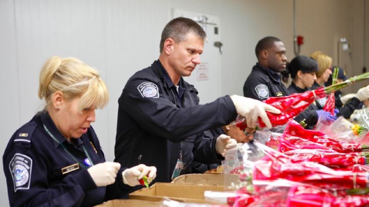 CBP advierte sobre flores prohibidas este 14 de febrero; recuerdan restricciones y multas al cruzar a EU