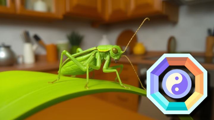 ¿Escuchas grillos en tu hogar?; este es su significado espiritual y científico