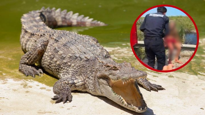 Terror en Tampico: cocodrilo ataca a abuelito y lo deja con el brazo destrozado; lo trasladan grave al hospital