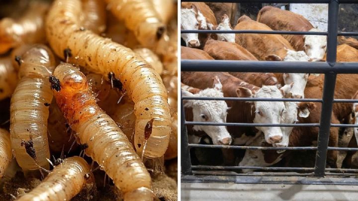 Nuevo Laredo sigue libre del gusano barrenador; Tamaulipas registra 12 casos