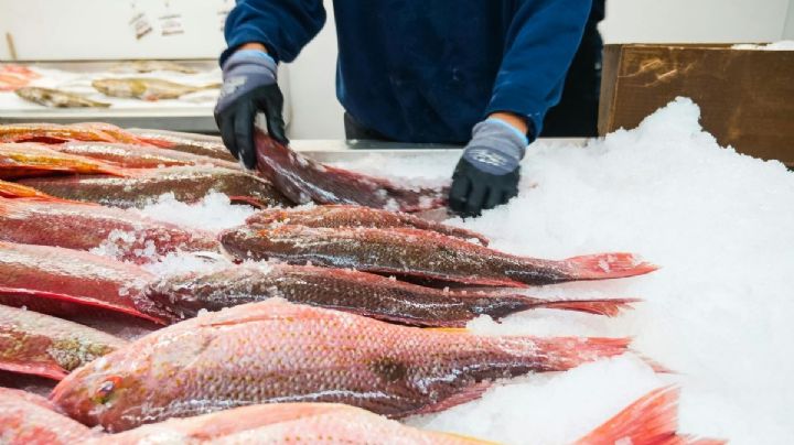 Semana Santa: ¿Cómo escoger pescado fresco, según cocineros expertos?