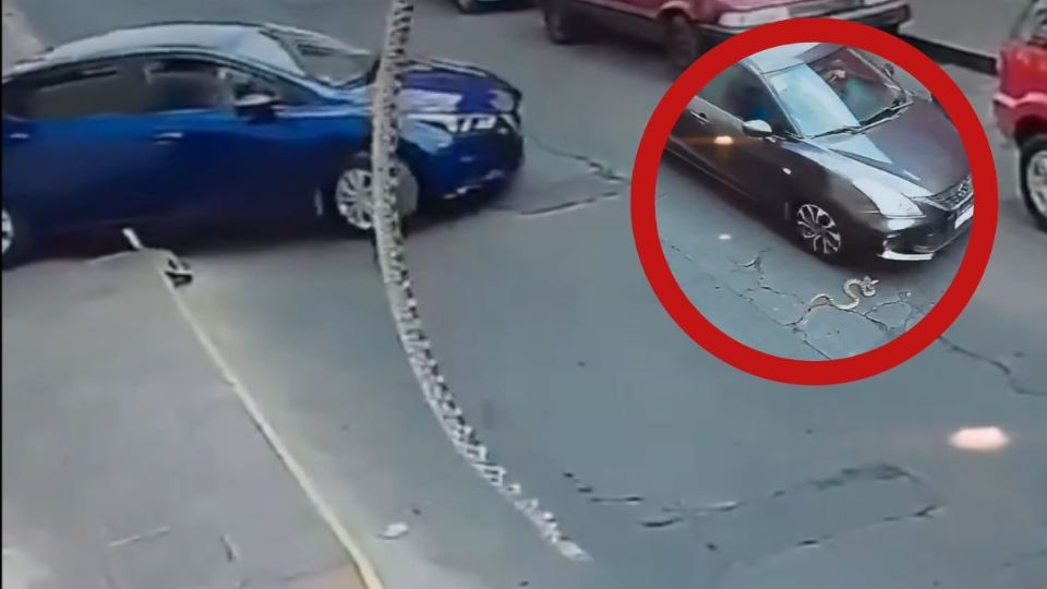 Serpiente cae del techo en pleno Centro Histórico de Morelia | VIDEO