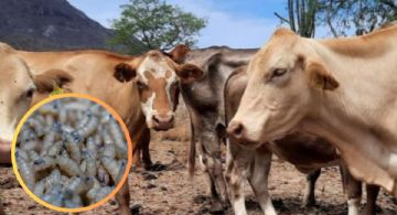 Gusano barrenador se expande en Tamaulipas; confirman nuevos casos y suman 25 contagios activos