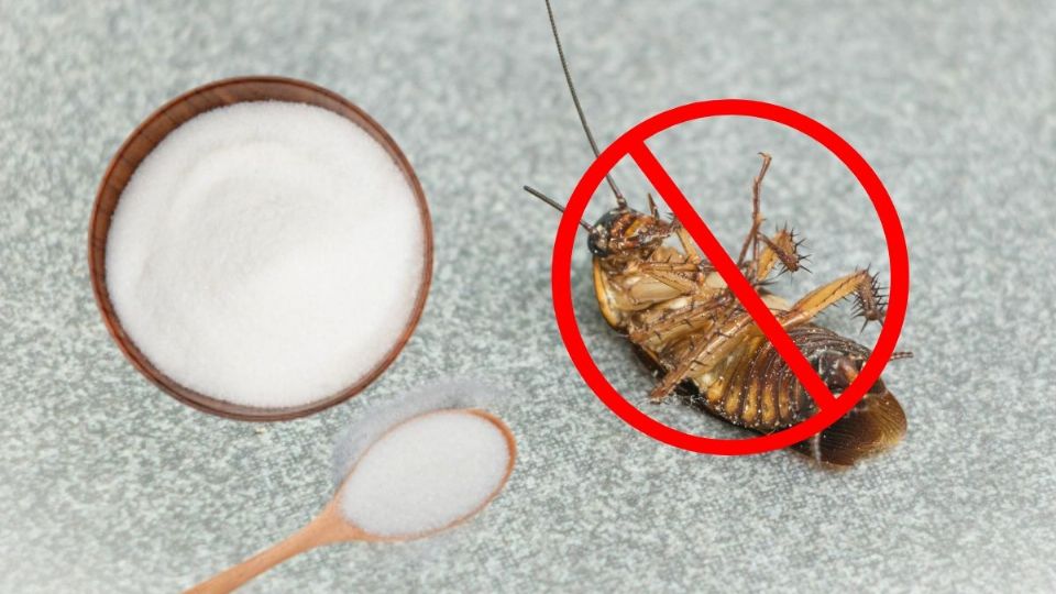 Con esta mezcla lograrás eliminar las cucarachas en simples pasos. Foto: Pexels