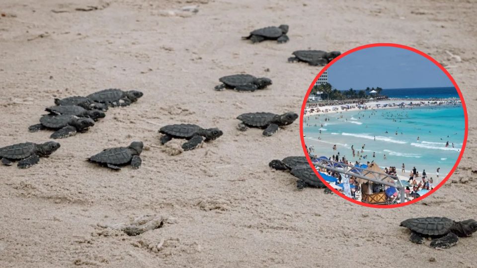 Las tortugas marinas ayudan a controlar poblaciones de medusas en el ecosistema marino.