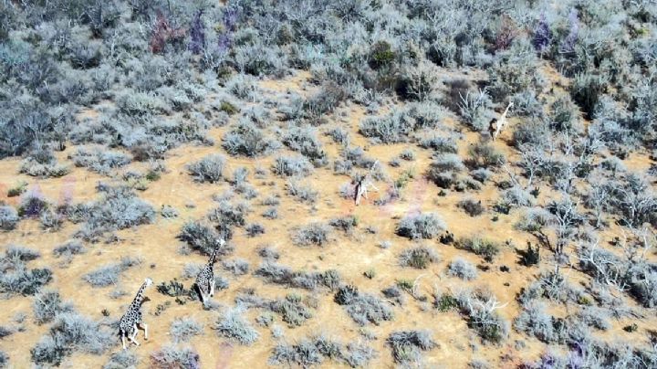 Jirafas con crías son vistas libres en Coahuila y su origen apunta a una familia de Nuevo Laredo