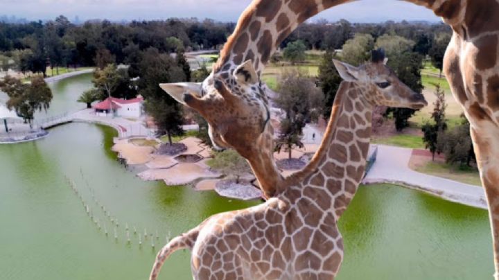 Jirafa bebé en CDMX aún no tiene nombre, pero tú podrías decidir cómo se llamará; esto debes saber