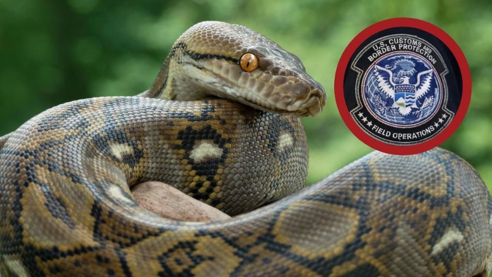 CBP aseguró los reptiles en el cruce entre Nuevo Laredo y Laredo.