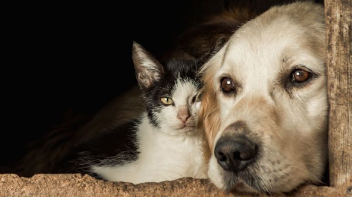 ¿A qué edad se vuelven viejos perros y gatos? Veterinarios lo explican