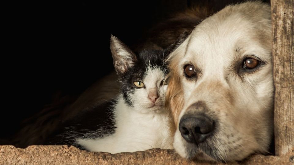 La vejez de los animales se determina a través de varios factores. Foto: Freepik