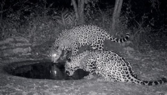 Avistamientos de jaguares: el depredador más grande de América regresa a Tamaulipas