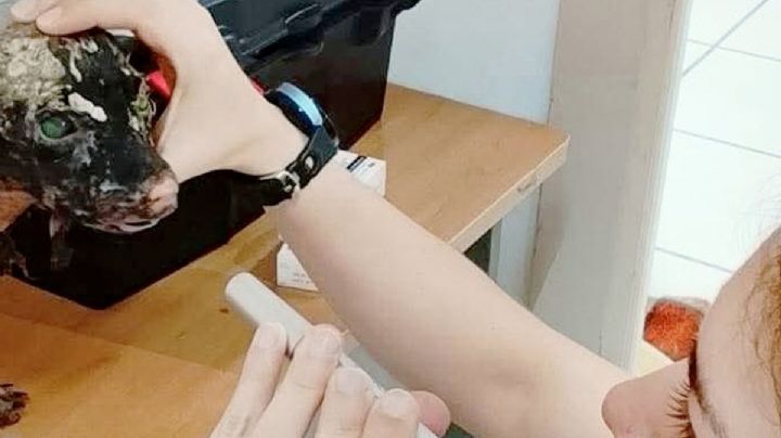 Buscan una familia para Milagritos, la perrita sobreviviente del incendio de la colonia Viveros