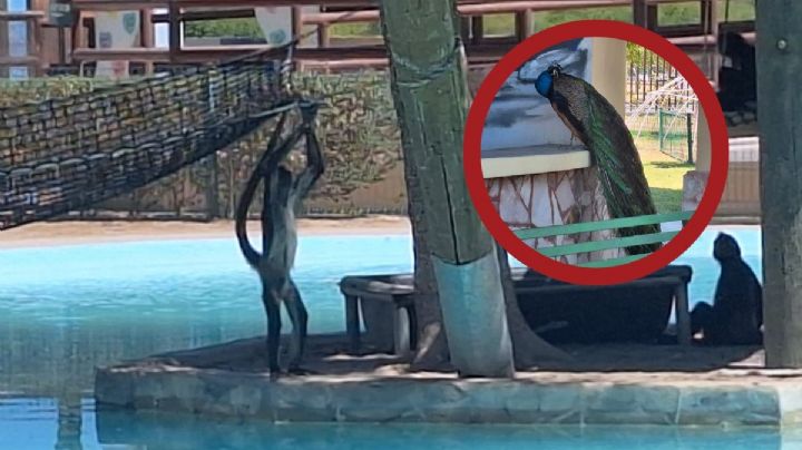 Primavera llega al Zoológico de Nuevo Laredo; estas especies podrás observar y disfrutar