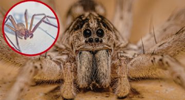 Primavera 2026: arranca la temporada de Araña Violinista; este es el riesgo para los habitantes de la frontera