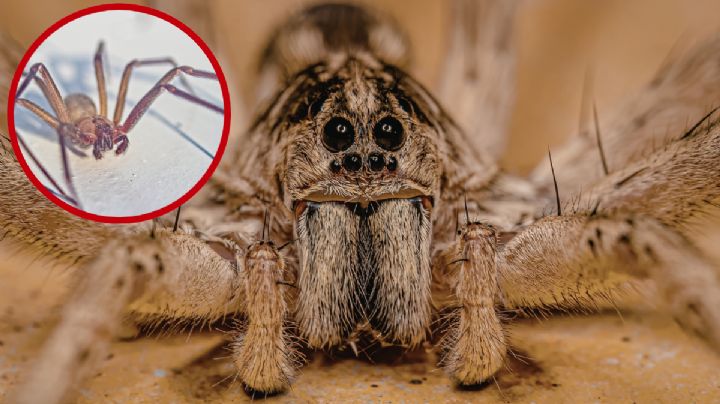 Primavera 2026: arranca la temporada de Araña Violinista; este es el riesgo para los habitantes de la frontera