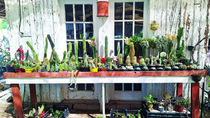 Estas son las plantas y árboles ideales para plantar en Nuevo Laredo antes de que lleguen calorones