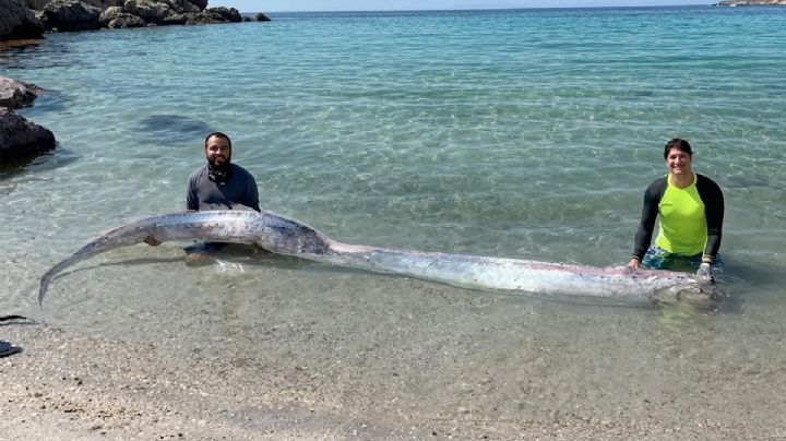 ¿Viene un sismo? La verdad tras la aparición del pez remo hoy en México