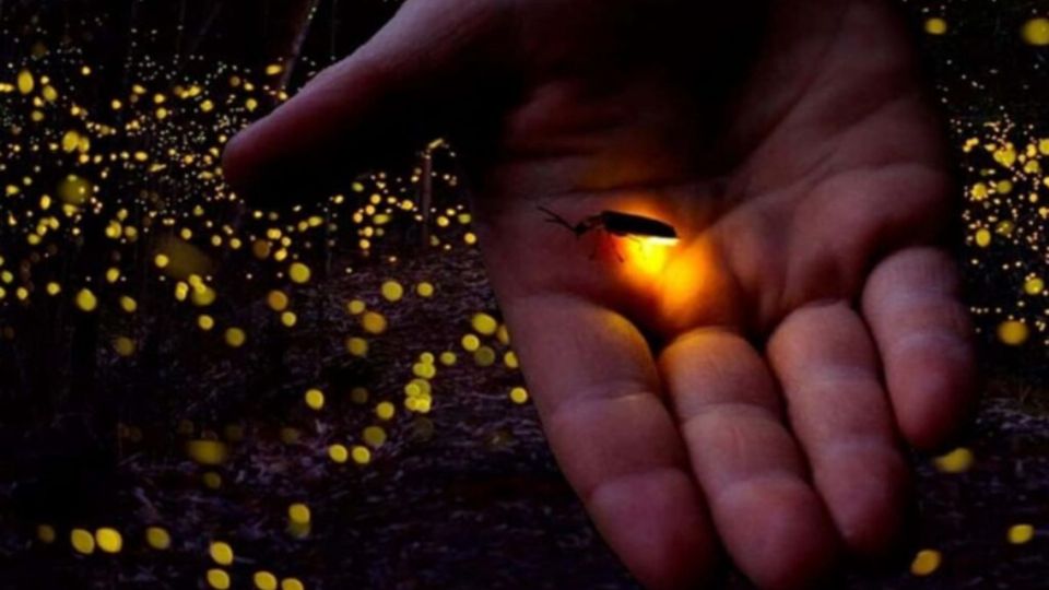 Las especies más adaptables tienen mayor probabilidad de sobrevivir.